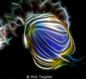 Meyer's Butterfly by Rick Tegeler 
